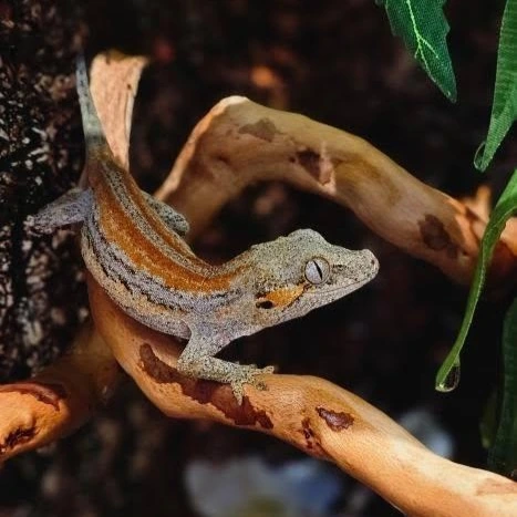 Hold og pasning af gargoylegekko - Rhacodactylus auriculatus